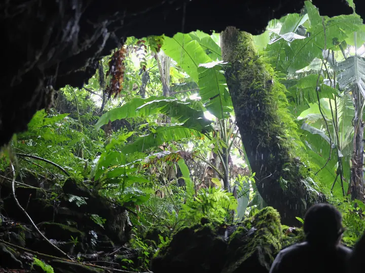 Exit of a lava tunnel into the forest, Santa Cruz highlands