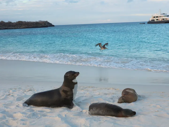 Sea lion mother and pup on the beach, Gardner Bay, Española